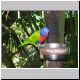 Cairns - Kuranda - Bird Zoo (10).jpg